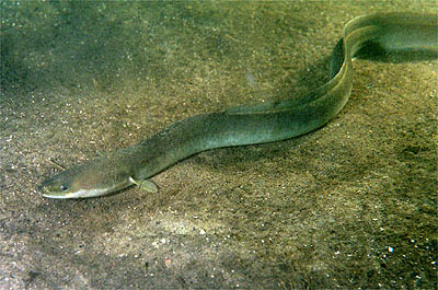 tl_files/bilder/Fische/Aal.jpg