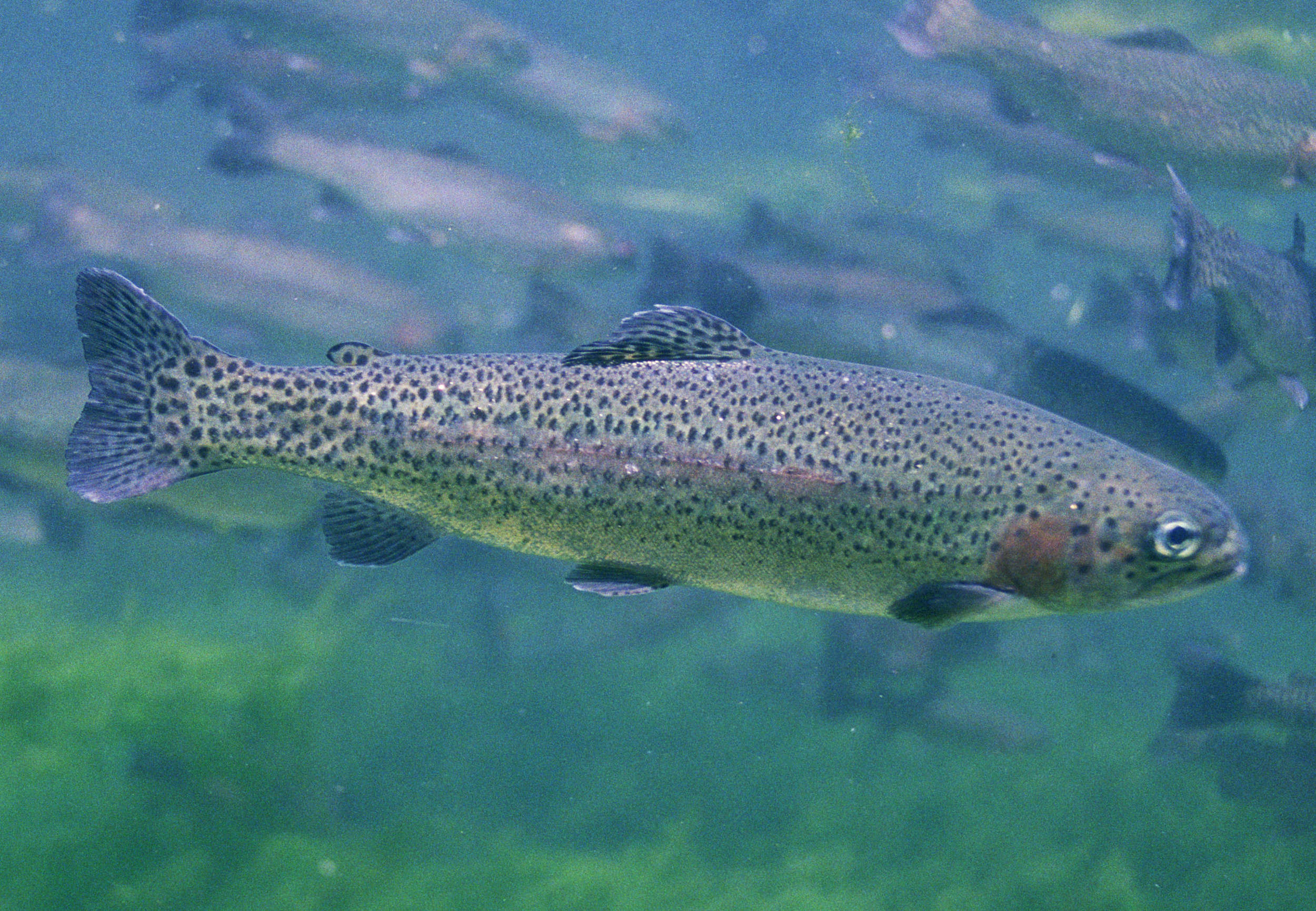 tl_files/bilder/Fische/regenbogenforelle.jpg